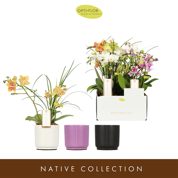 <h4>Botanico Nolina Mix 3 spike in Lazio Autumn</h4>