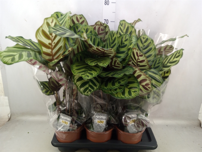 Calathea makoyana