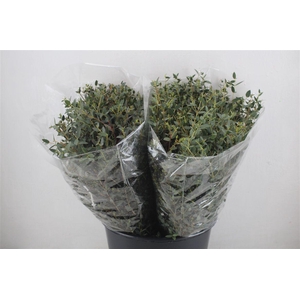 Euca Parvifolia Short 150gr P Bunch