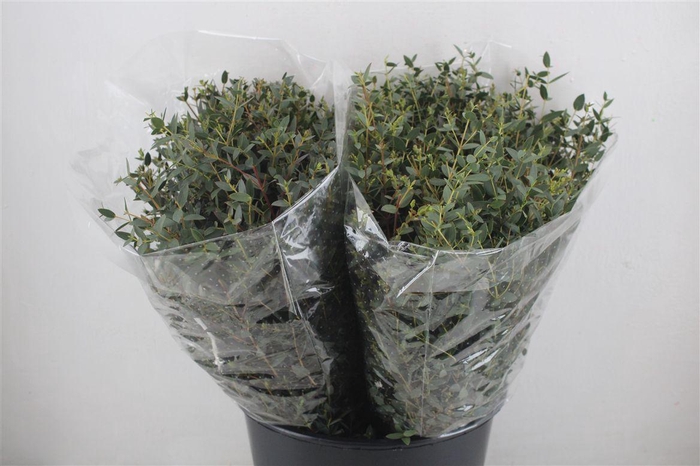<h4>Euca Parvifolia Short 150gr P Bunch</h4>