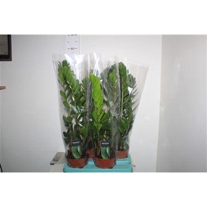 Zamioculcas Zamiifol 4-5 Decorum