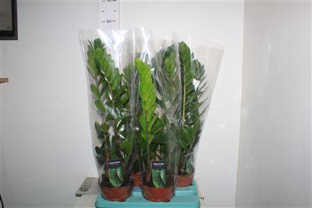 <h4>Zamioculcas Zamiifol 4-5 Decorum</h4>