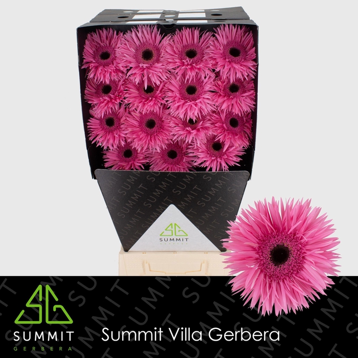 <h4>GE GS AMAZING</h4>