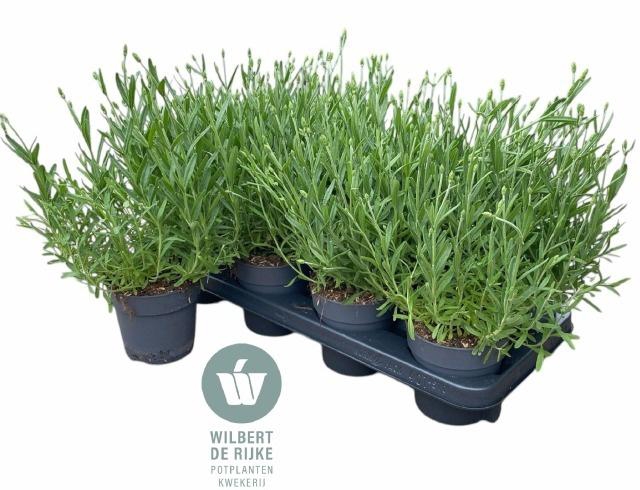 <h4>LAVAN AN HIDCOTE</h4>