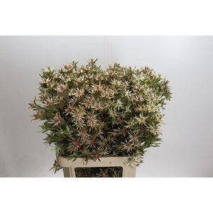 LEUCAD AYOBA ST PEAR