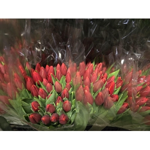 Tulpes LT Raudonos
