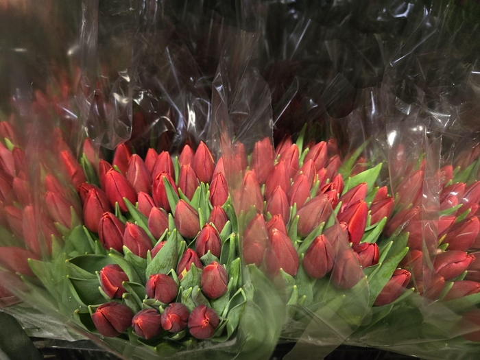 <h4>Tulpes LT Raudonos</h4>