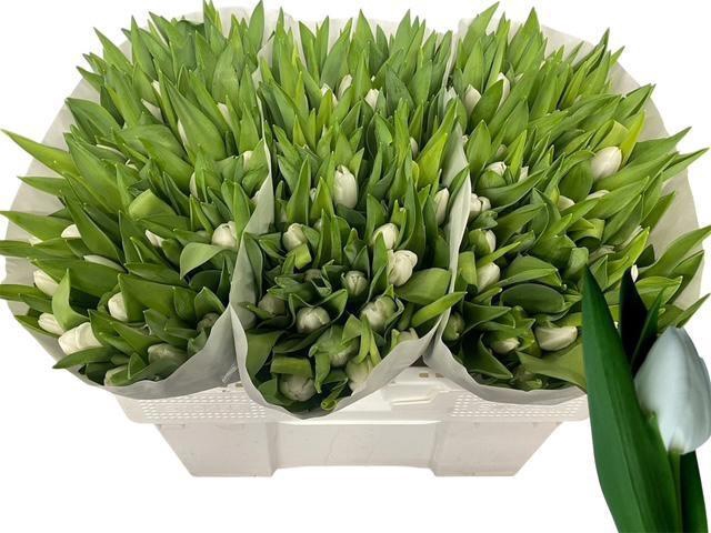 <h4>TU EN ROYAL VIRGIN</h4>