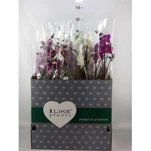 Phalaenopsis   ...mix
