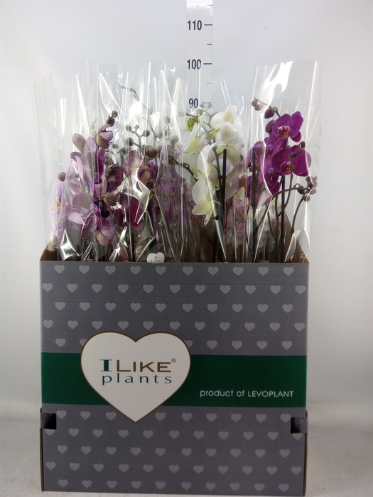 <h4>Phalaenopsis   ...mix</h4>