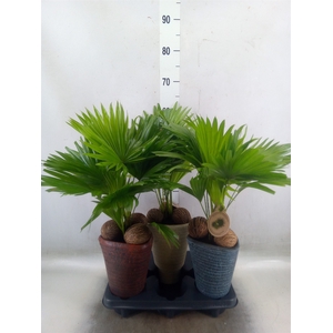 Livistona rotundifolia