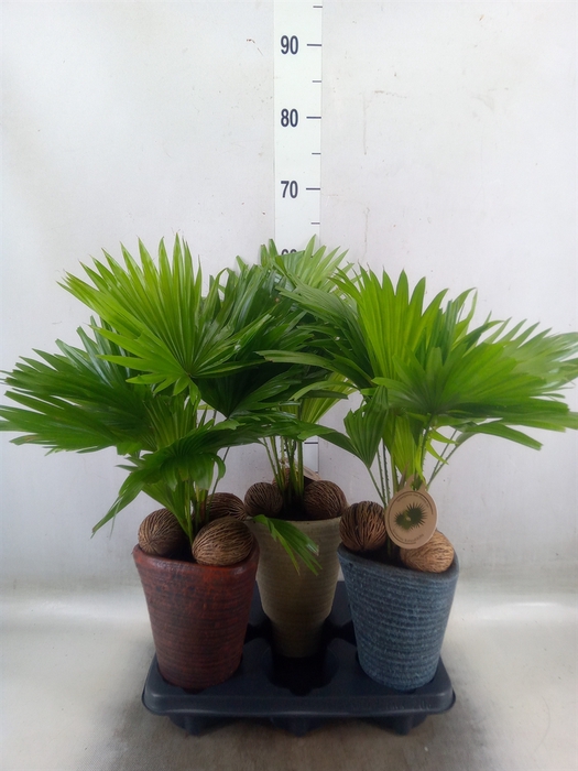 <h4>Livistona rotundifolia</h4>