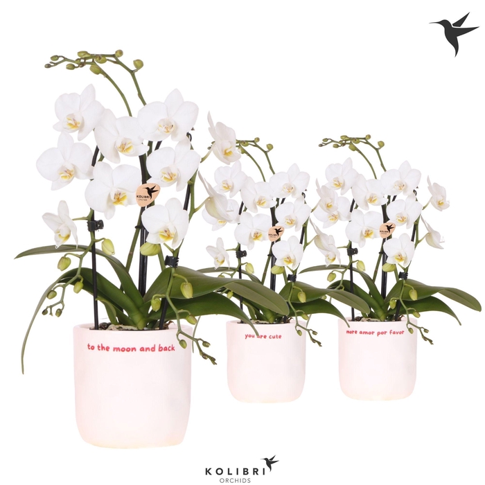 <h4>Kolibri Orchids Phalaenopsis Cascade Niagara Fall white 2 spike in Love pot mix</h4>