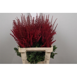 Astil Ar Paul Gaarde