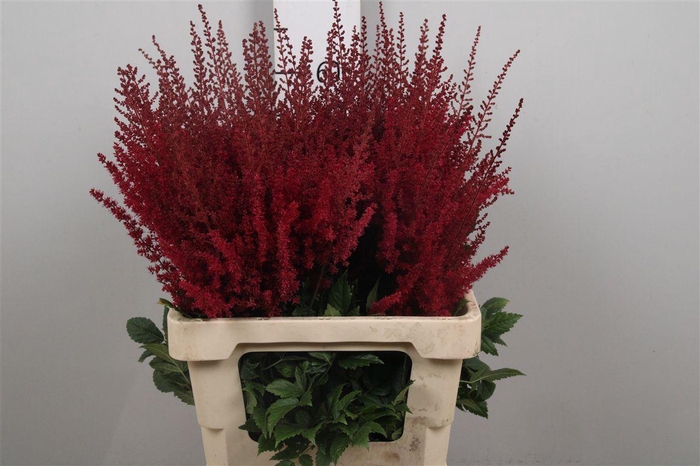 <h4>Astil Ar Paul Gaarde</h4>