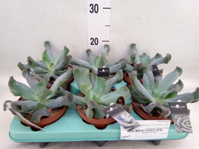 <h4>Echeveria ...</h4>