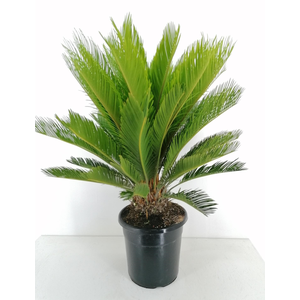 Cycas revoluta