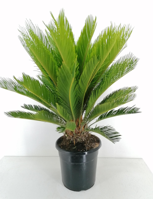 <h4>Cycas revoluta</h4>
