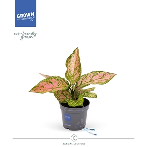 Aglaonema - KARMA Aglaonema Hawkeye | 9 cm
