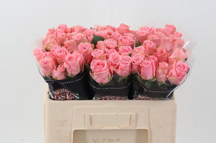 <h4>R Gr Sophia Loren</h4>