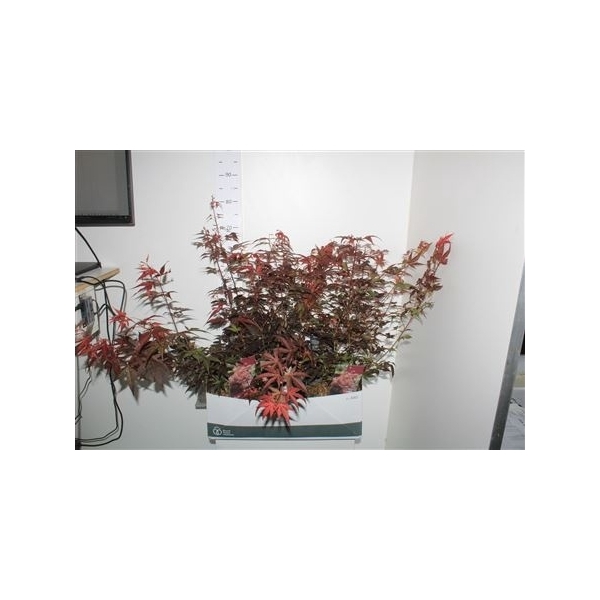 <h4>Acer Pa Atropurpureu</h4>