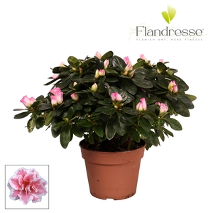 Azalea Flandresse® 'bont' 30 - 32 cm