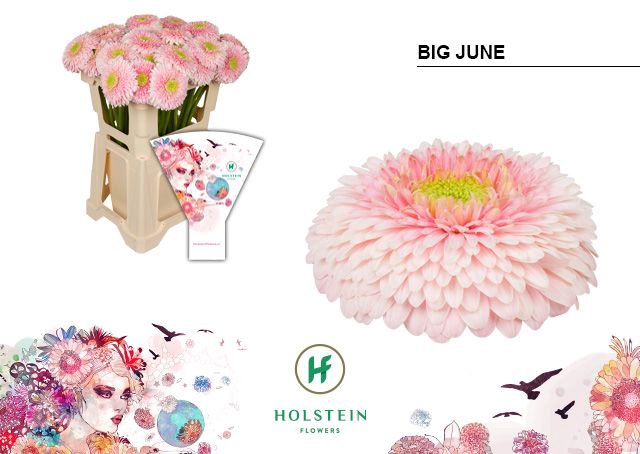 <h4>Gerbera Pomponi Big June Water x40</h4>