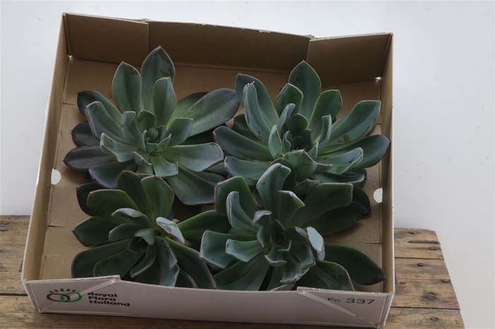 <h4>Echeveria Blue Prince Middel X4</h4>