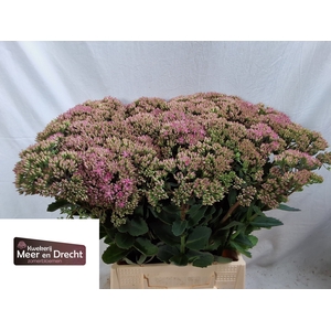 SEDUM SP CARL