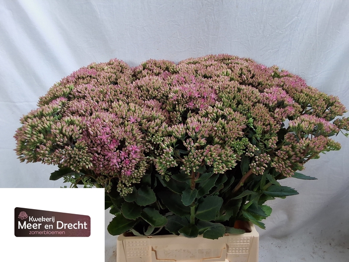 <h4>SEDUM SP CARL</h4>