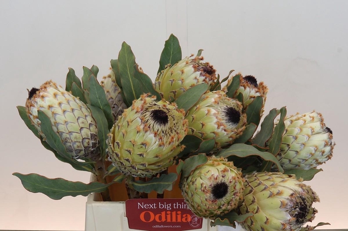 <h4>Protea M Ice Queen</h4>