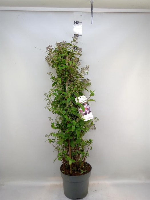 <h4>Deutzia hybrida 'Mont Rose'</h4>