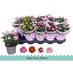 CHRYS GEM 2 KL BLOEM