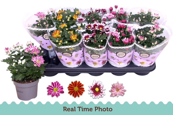 <h4>CHRYS GEM 2 KL BLOEM</h4>