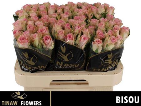 <h4>R Gr Bisou</h4>