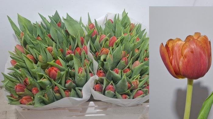 <h4>TU DU CORAL SUNSET</h4>