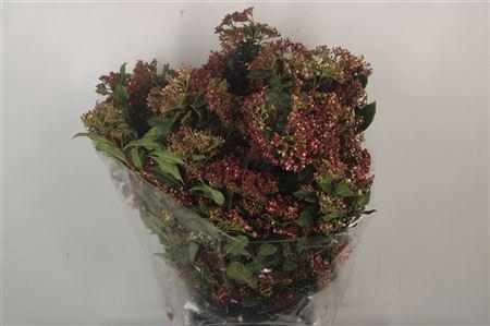 <h4>Viburnum Valeriy Red Per Stem</h4>
