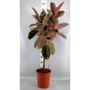 Ficus   ...