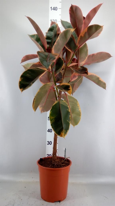 <h4>Ficus   ...</h4>