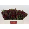 Leucadendron Saf Sunset Dark Red