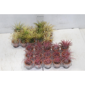 BROMELIA TILLANDSIA IONANTHA VB P05