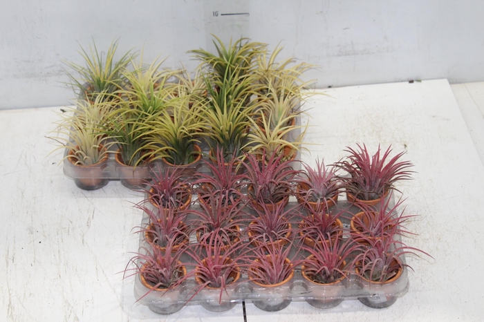 <h4>BROMELIA TILLANDSIA IONANTHA VB P05</h4>