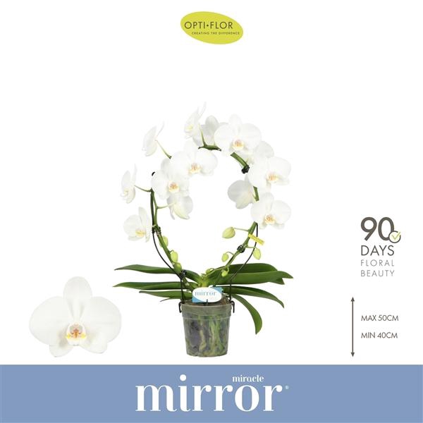 <h4>Phalaenopsis overig wit</h4>