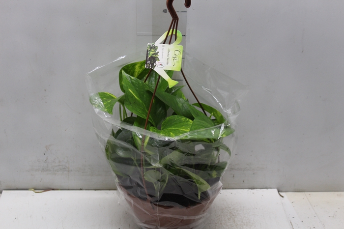 <h4>JIBOIA VERDE C21 PENDENTE</h4>