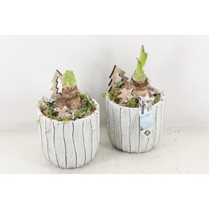 arr4 Amaryllis JS - Ker. pot Loes x6