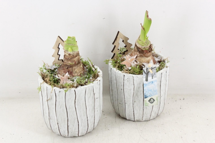 <h4>arr4 Amaryllis JS - Ker. pot Loes x6</h4>