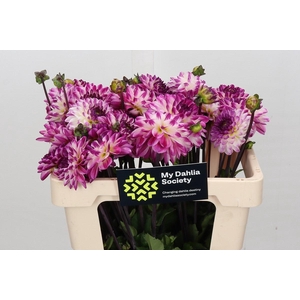 Dahlia Nina's Choice