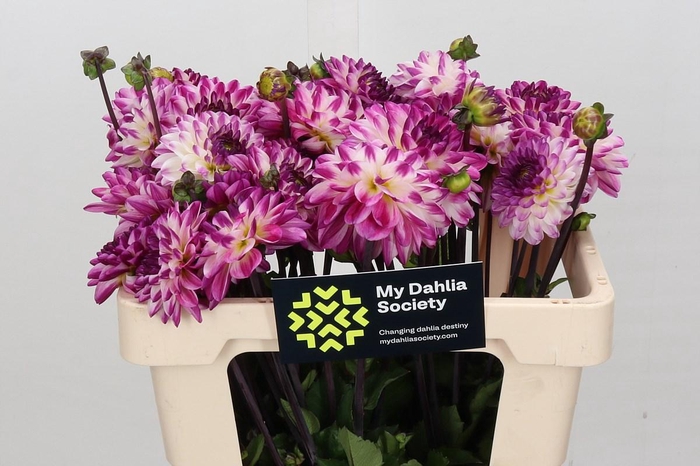 <h4>Dahlia Nina's Choice</h4>