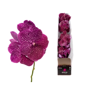 Vanda Crimson Love X4
