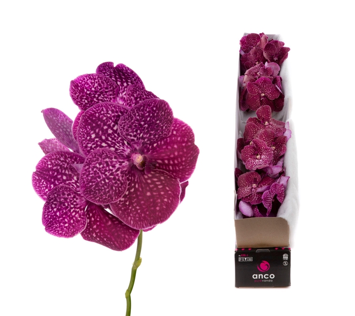 <h4>Vanda Crimson Love X4</h4>